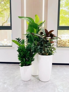 专业的鄞州盆景租摆,点亮空间新光彩!